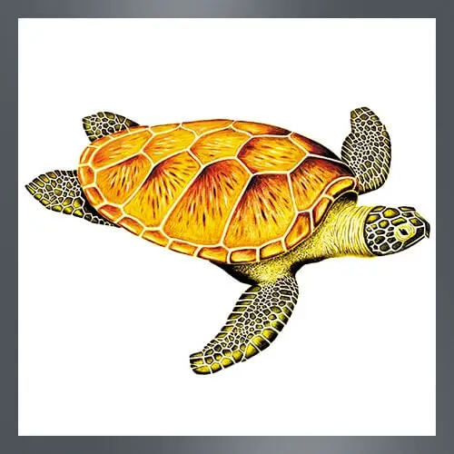 Illustration für die Suppenschildkröte